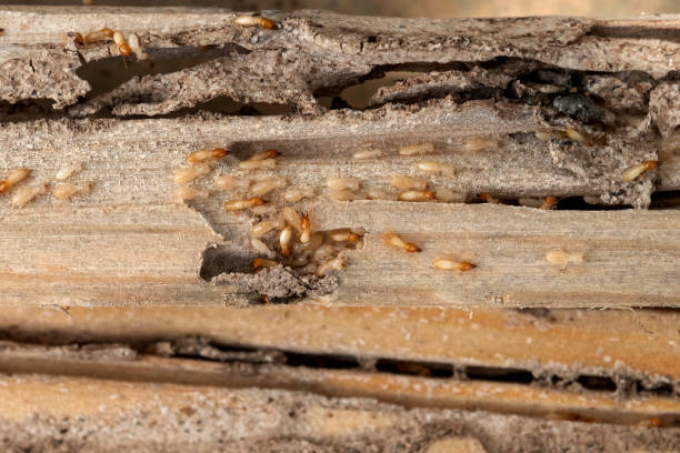Wasp Removal Services in Espaola, NM