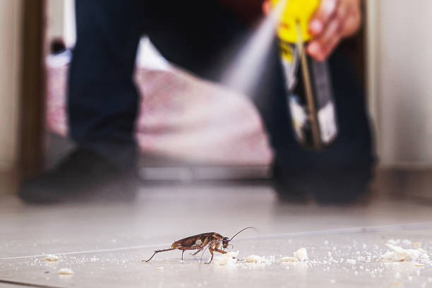 Best Spider Control Near Me  in Espaola, NM