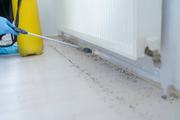 Best Emergency Pest Control  in Espaola, NM